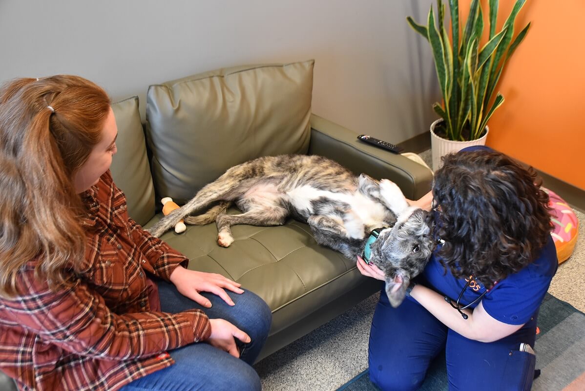 PetVet365 Pet Hospital