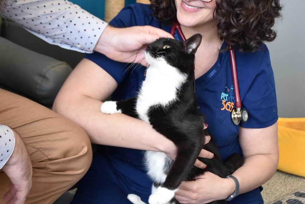 black and white cat
