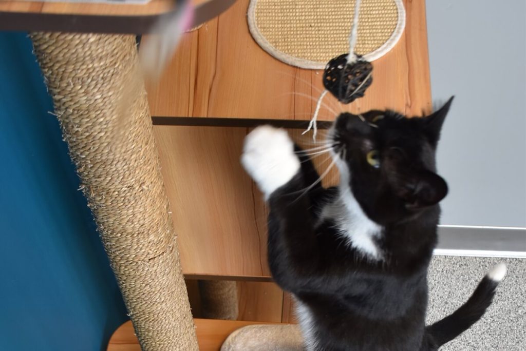 black and white cat playing