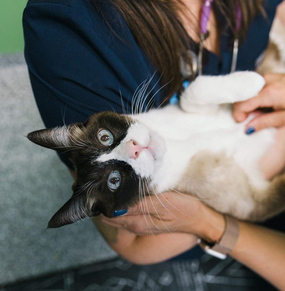 holding cat