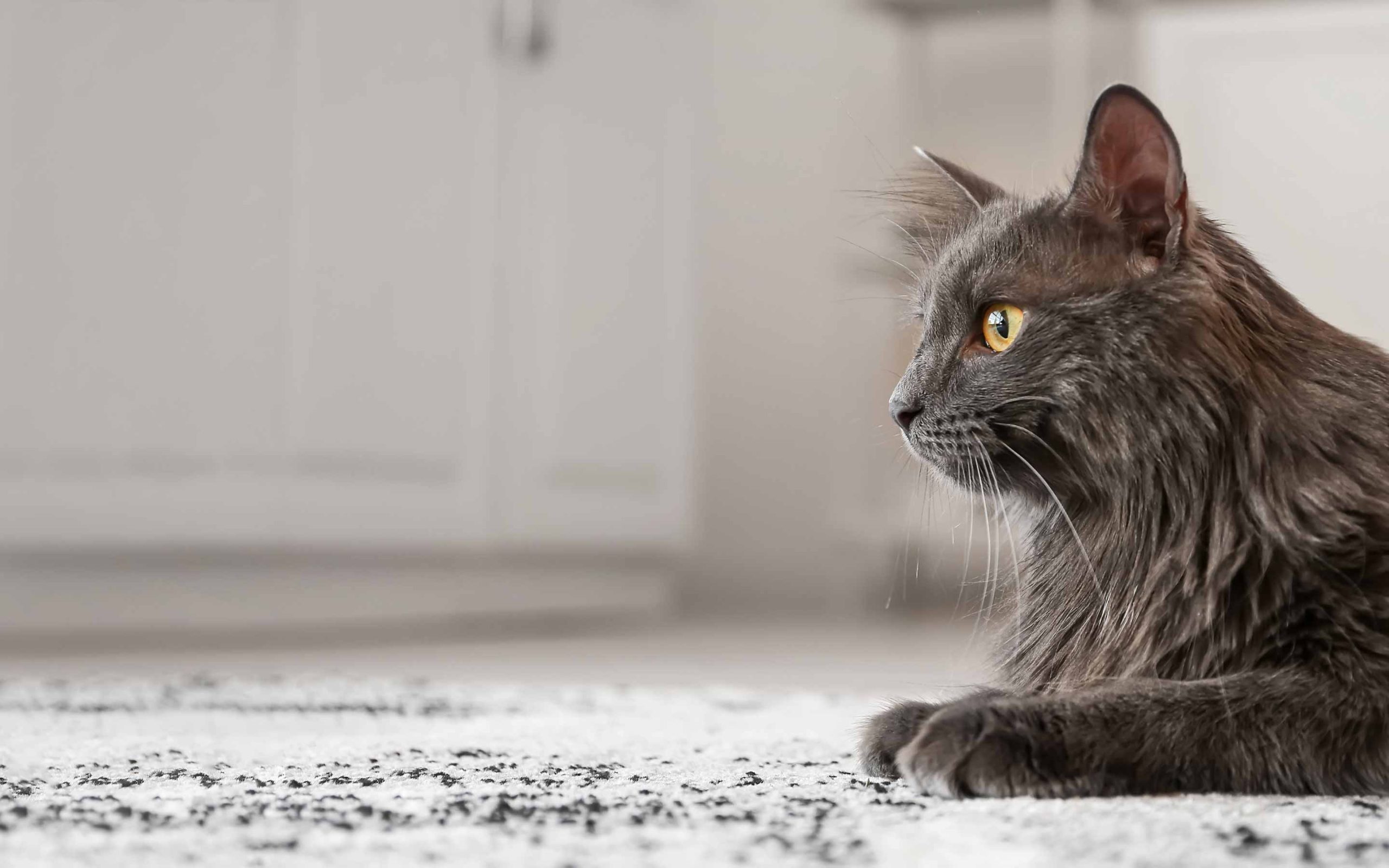 cat looking