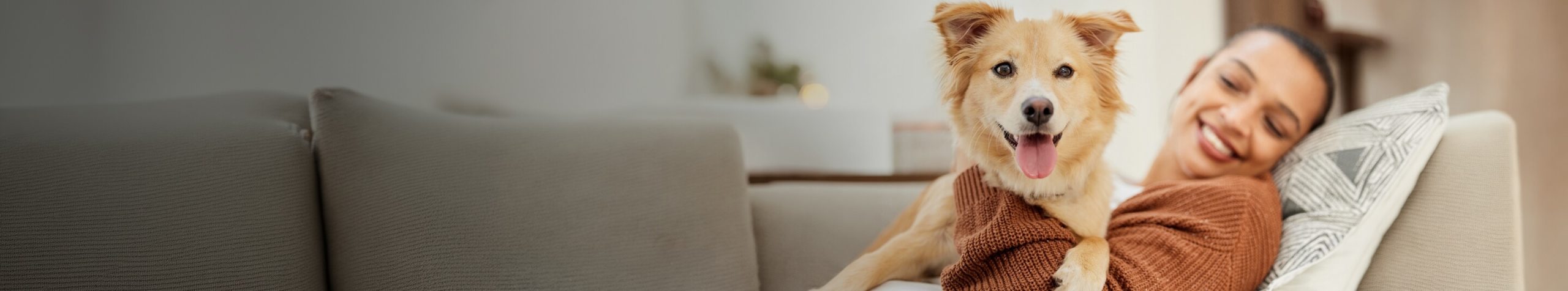 dog on lap