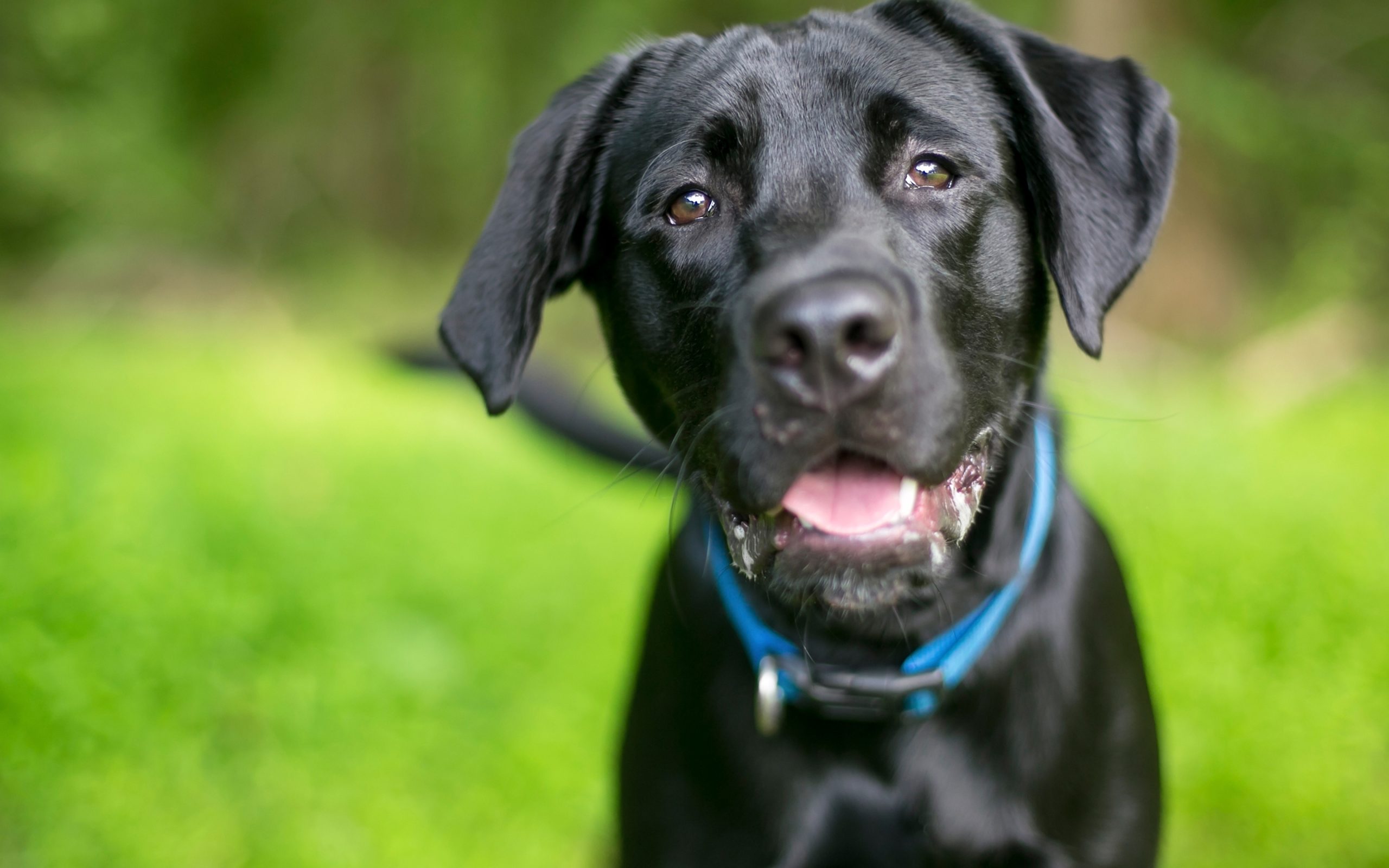 dog ready to play