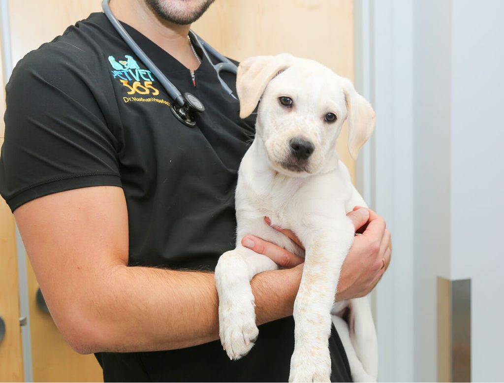 holding a puppy