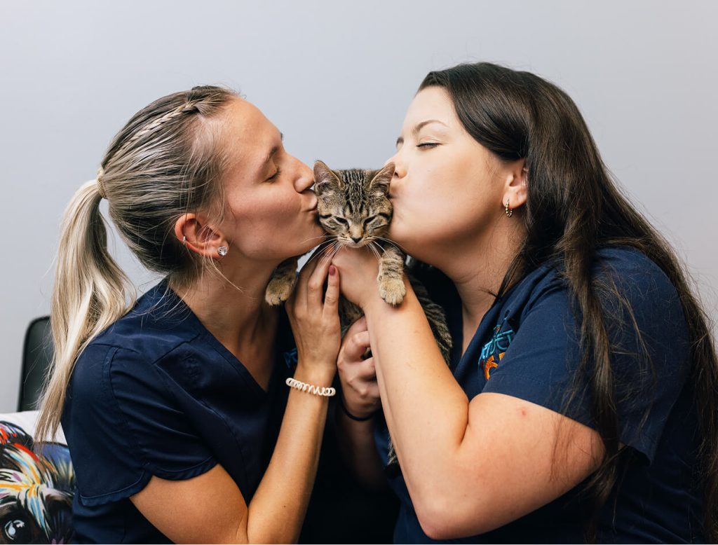 kissing kitten