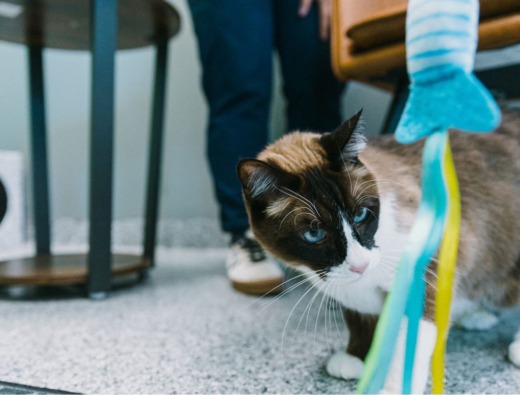 senior cat