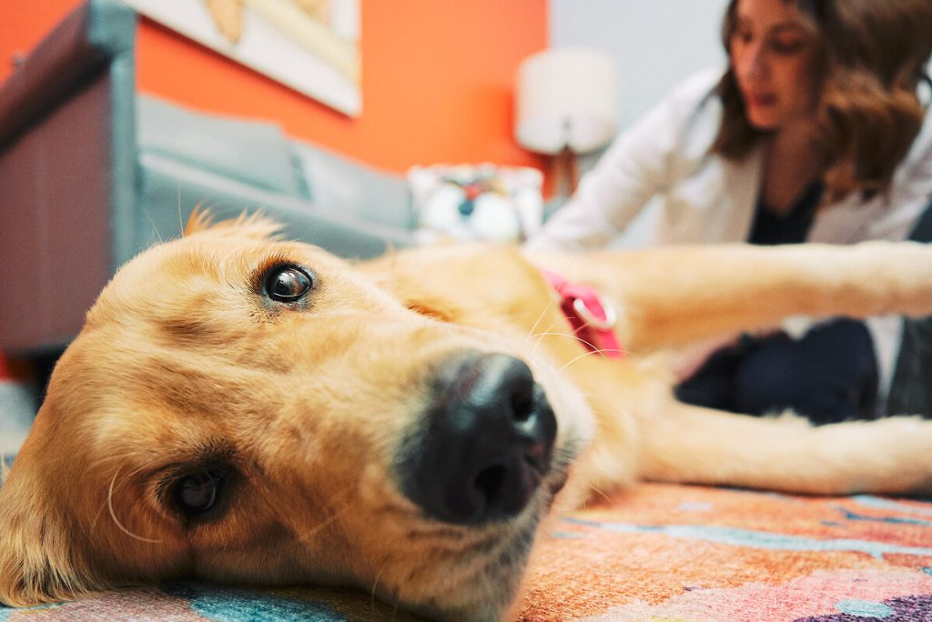 Vet with Dog