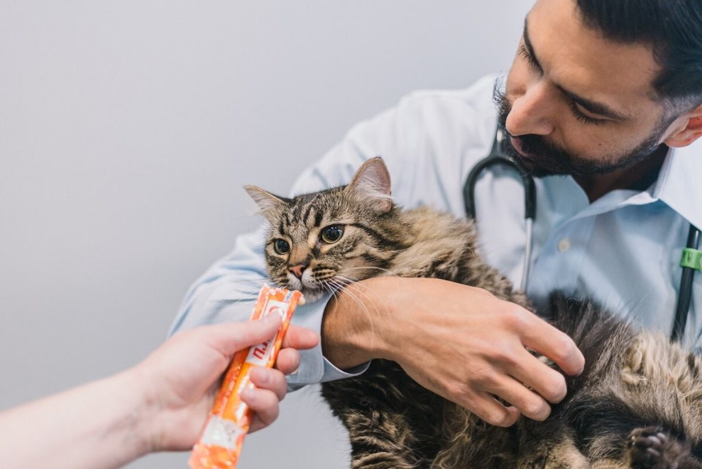 cat being fed