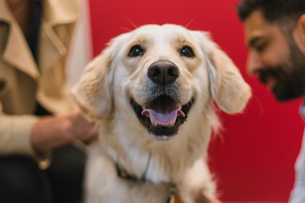 happy dog