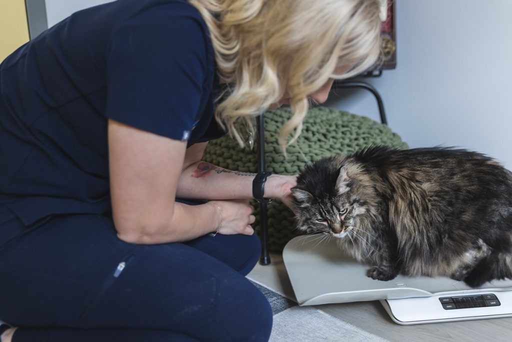 cat getting pets