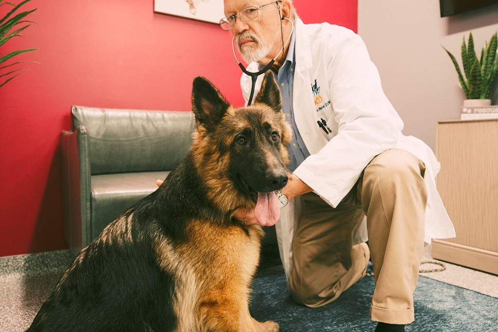 german shepherd