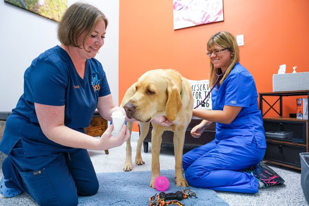 dog at vet