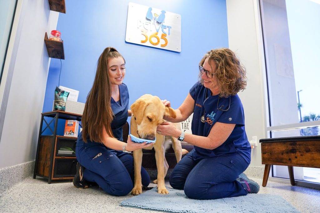 dog with vets