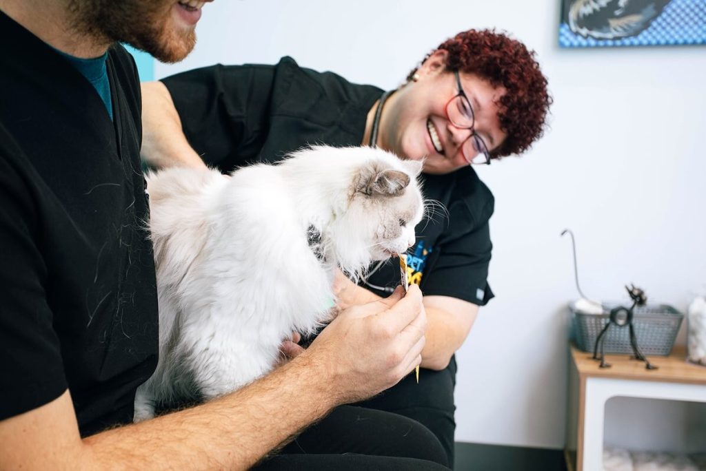 cat eating at vet