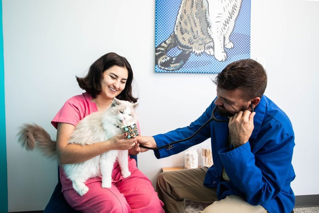 cat at vet appointment
