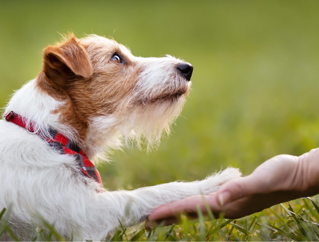 Dog at the park