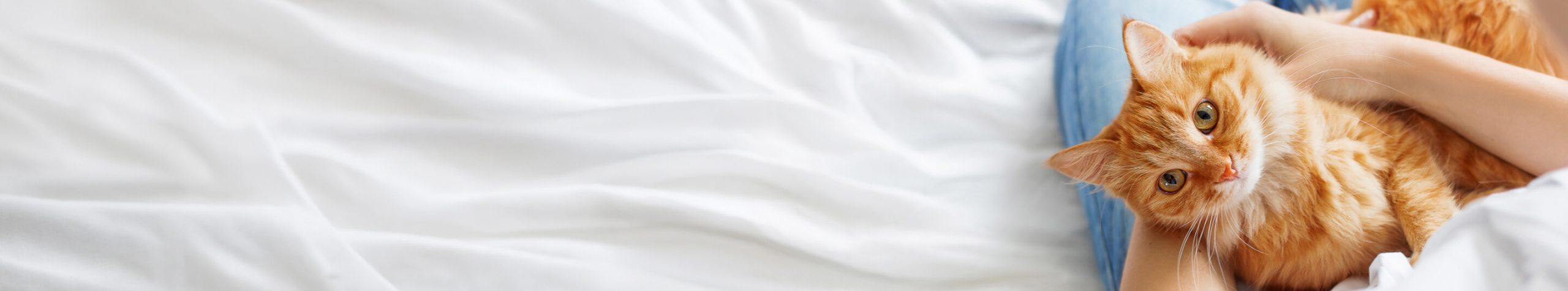 Fear Free Header