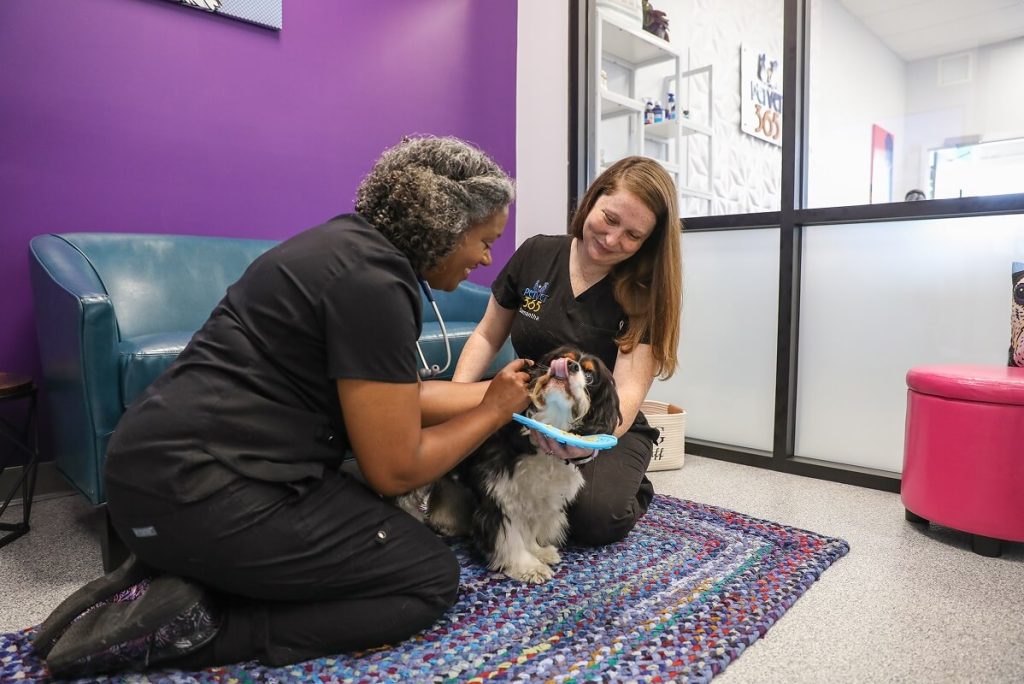 vet techs handling a dog