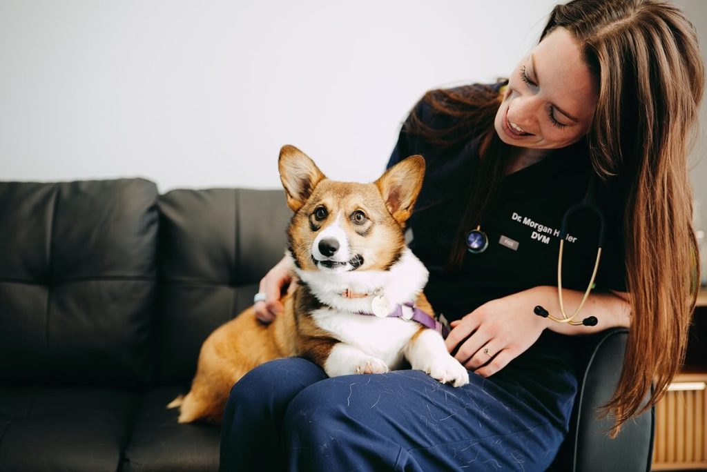 corgi on a couch