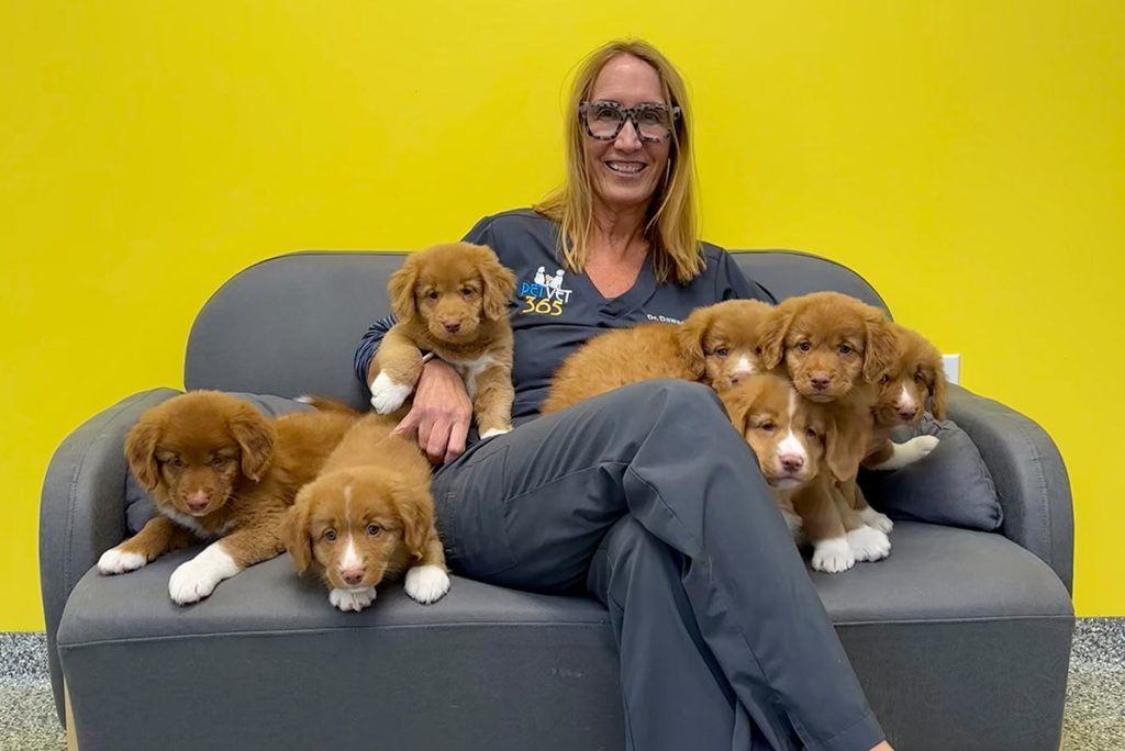 vet with lots of puppies