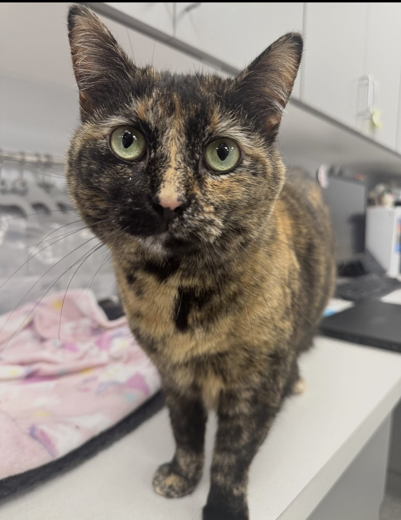PetVet365 Pet Hospital