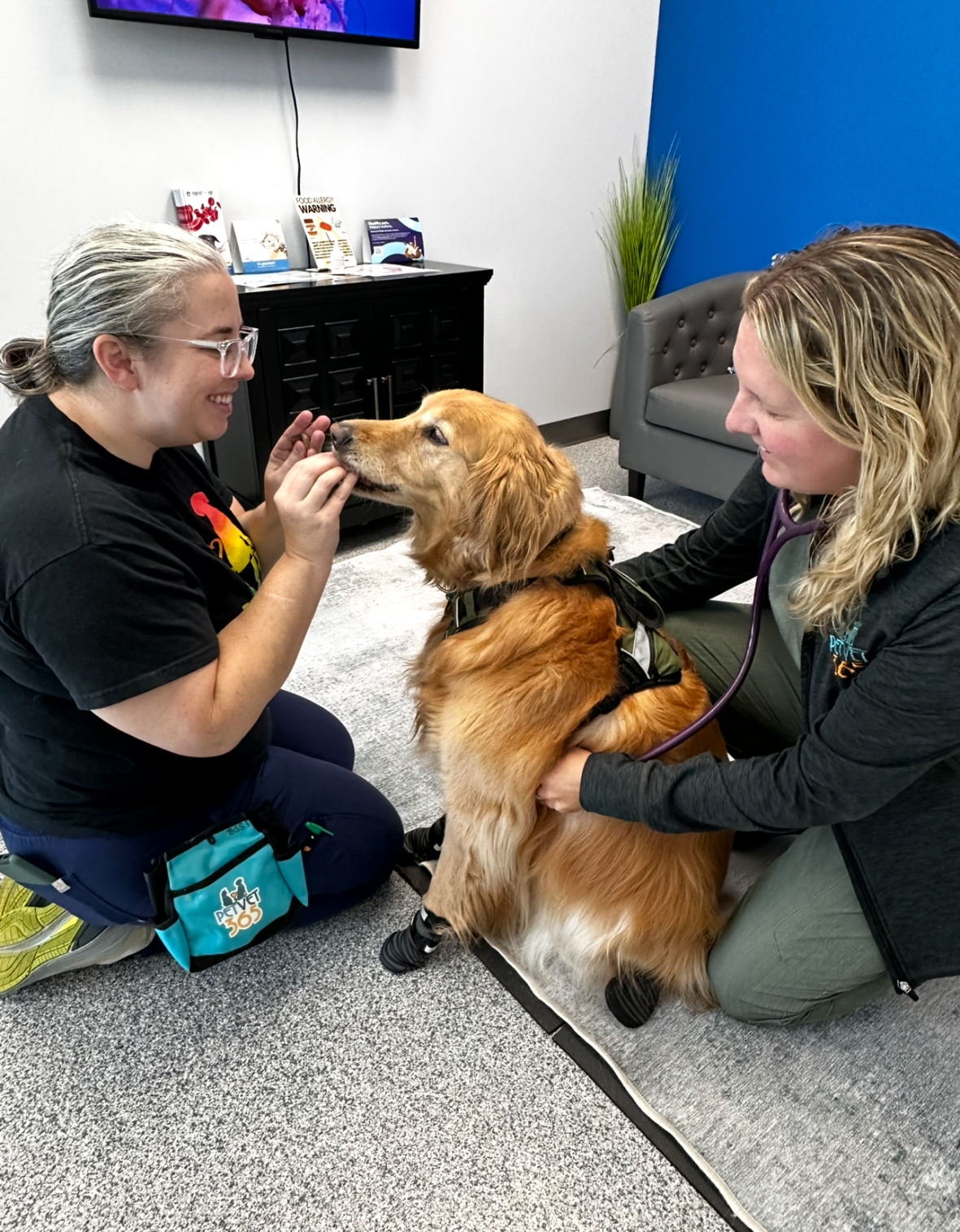PetVet365 Pet Hospital