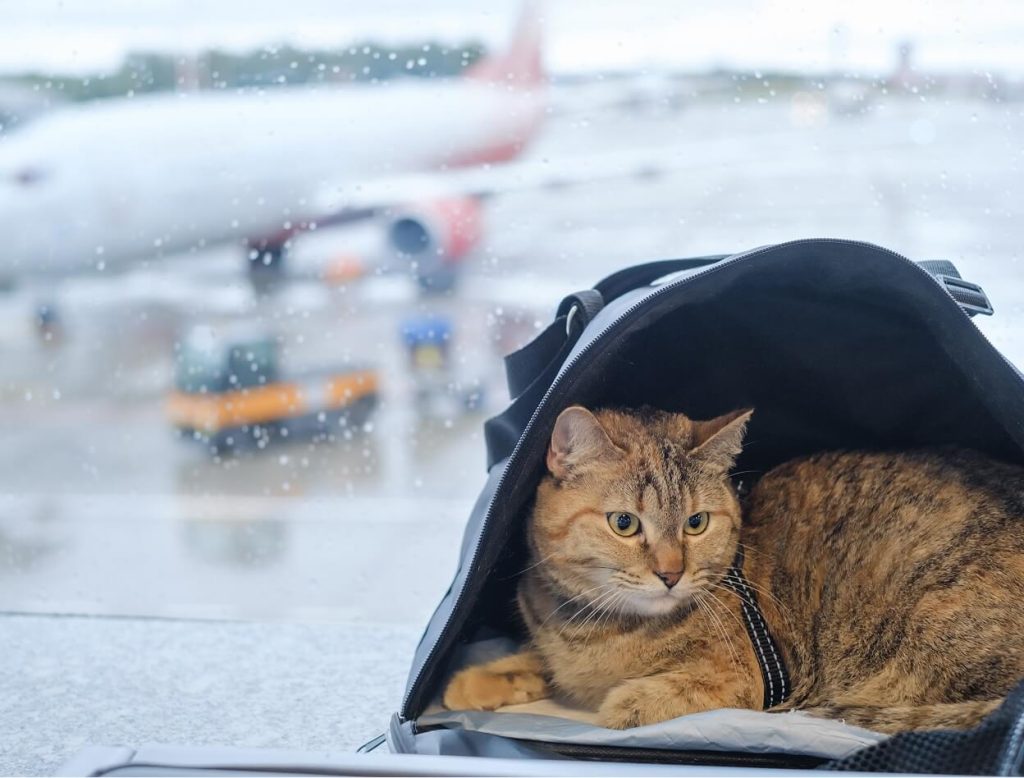 Cat Traveling