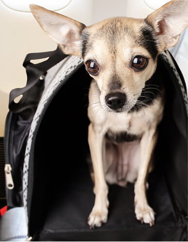 International Pet Travel