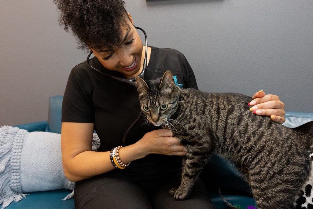 cat on vet tech lap