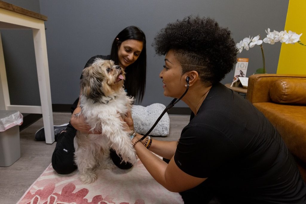 small dog getting its heart rate