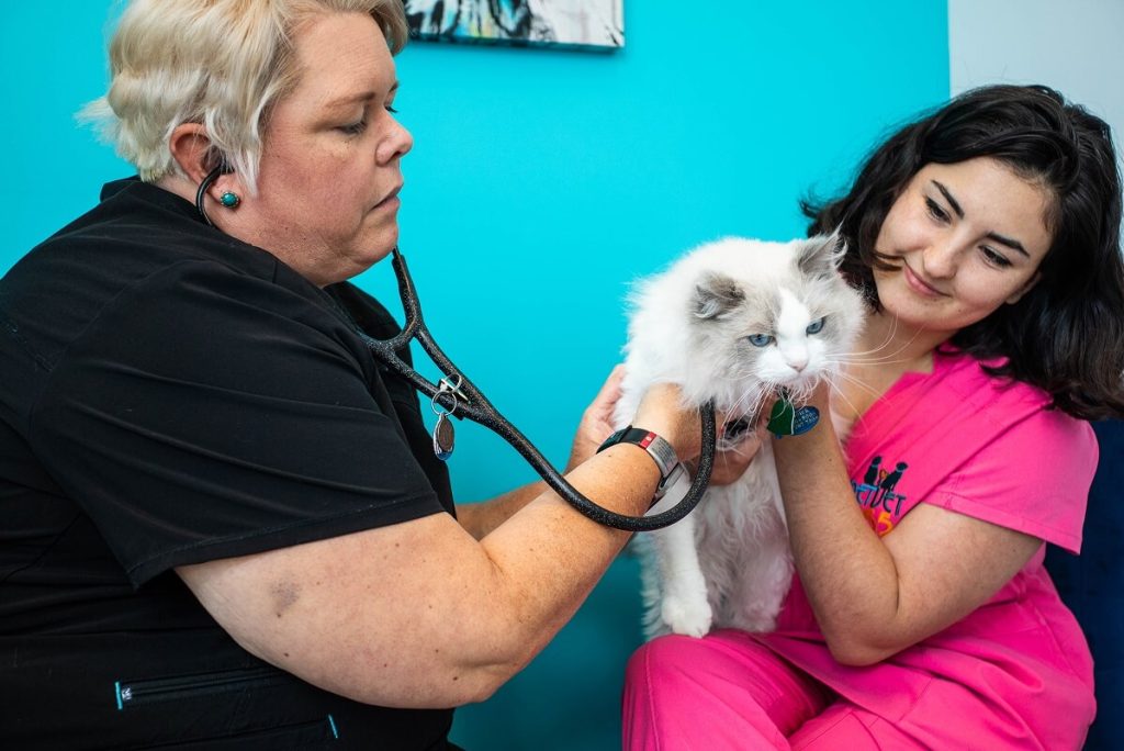 vet techs working on a cat