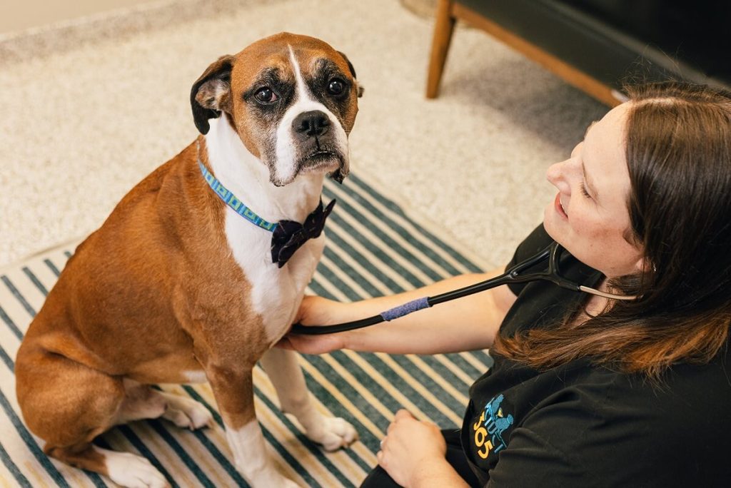 worried dog at vet