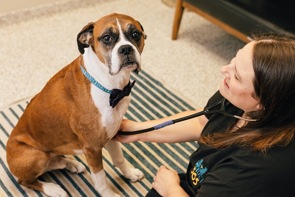PetVet365 Pet Hospital Louisville Jeffersontown