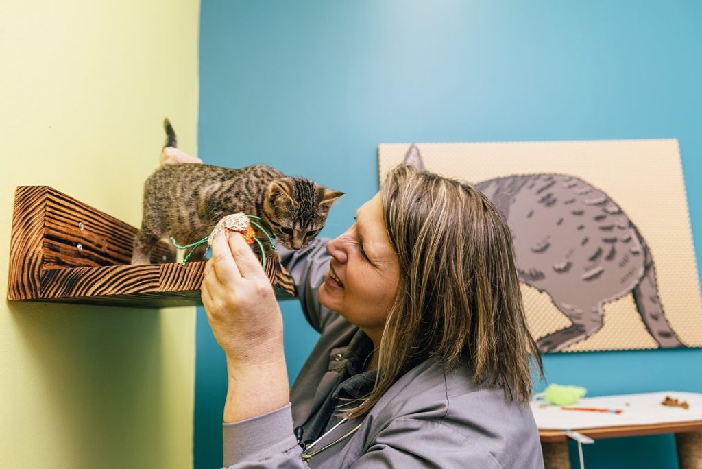 small cat with vet tech