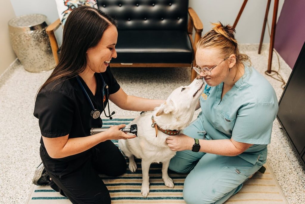 dog at vet sniffing