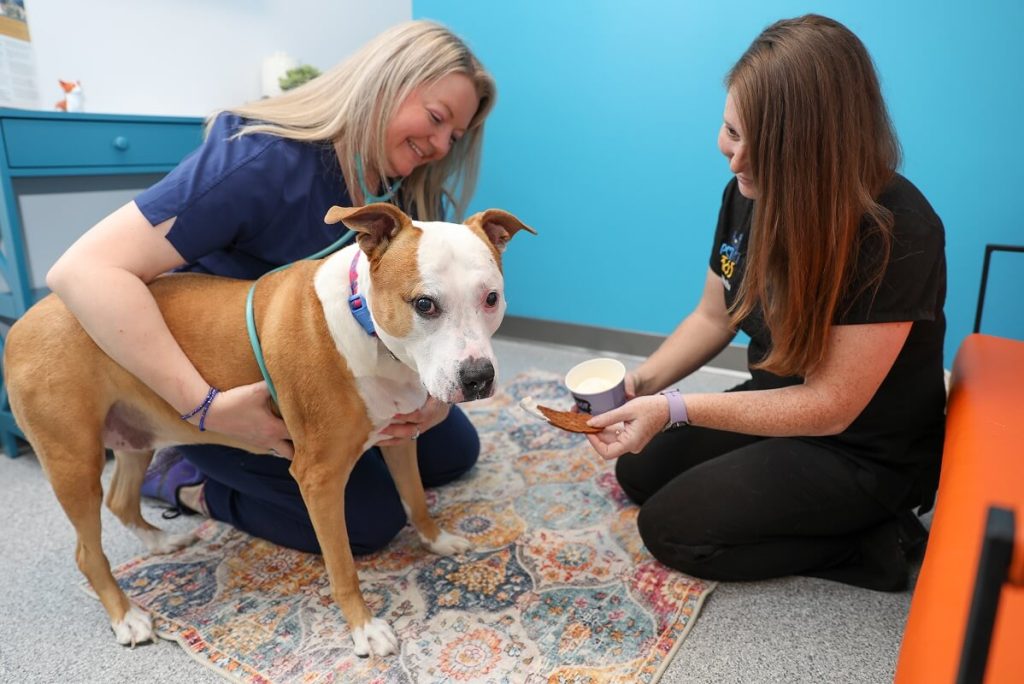 worried dog at an appointment