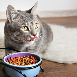 Nutrition