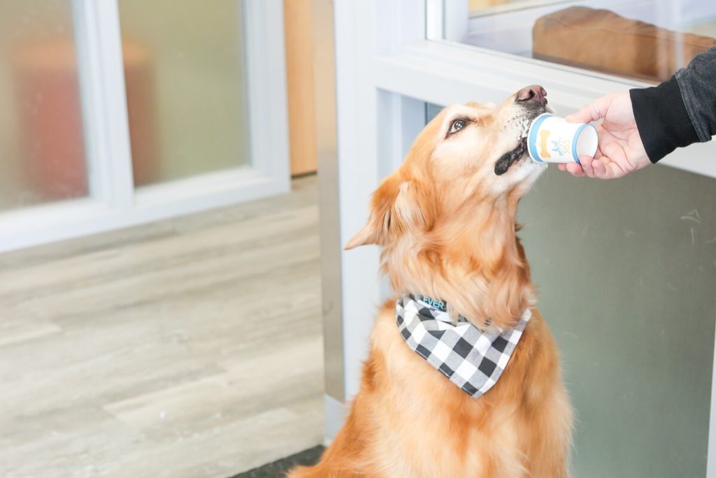 dog with scarf eating pup cup