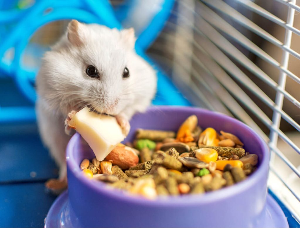 Hamster