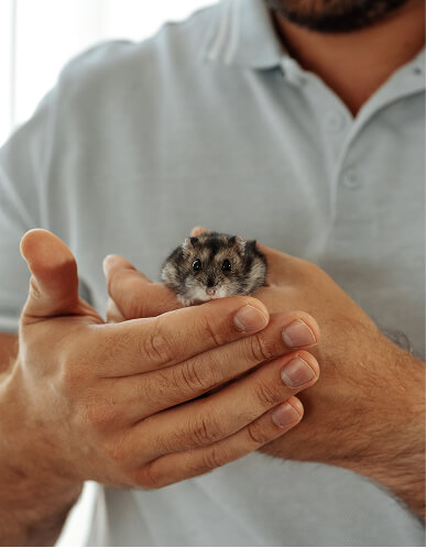 holding a Gerbil