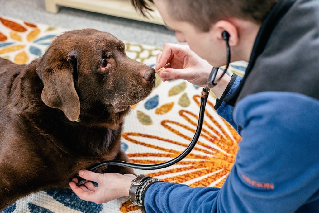 old brown dog getting a check up