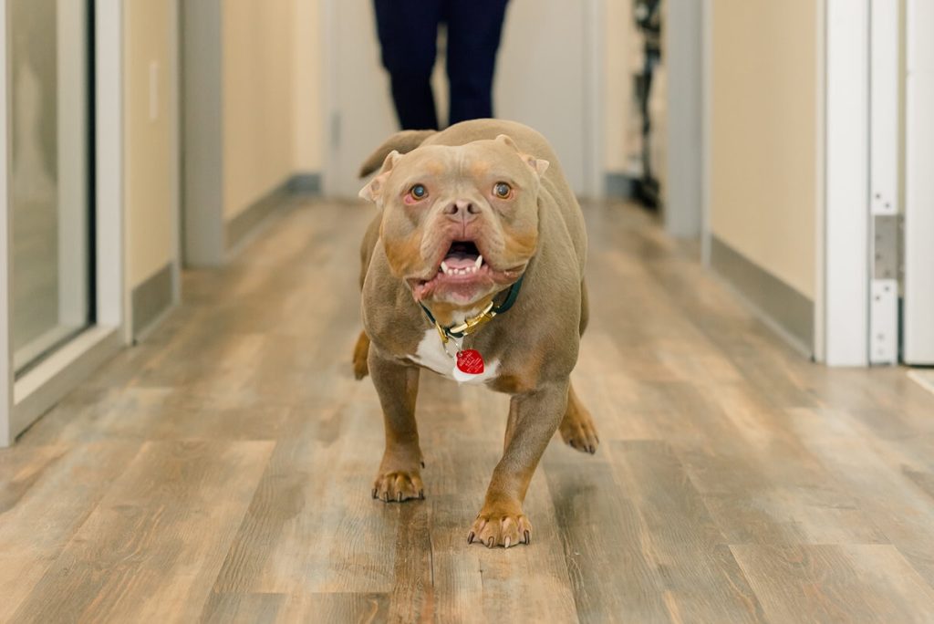 happy dog running
