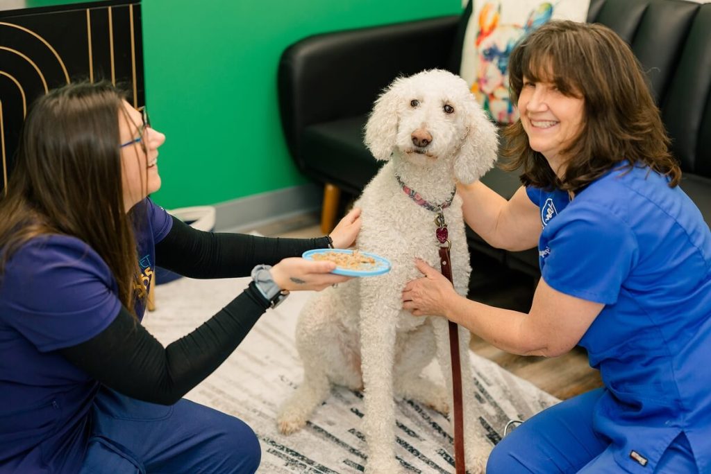 poodle getting a check up