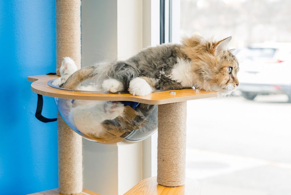 cat in cat tree