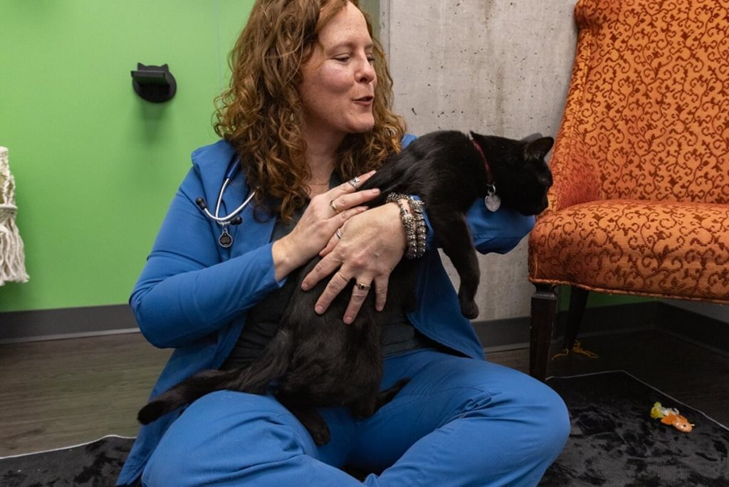 cat in vet tech hands