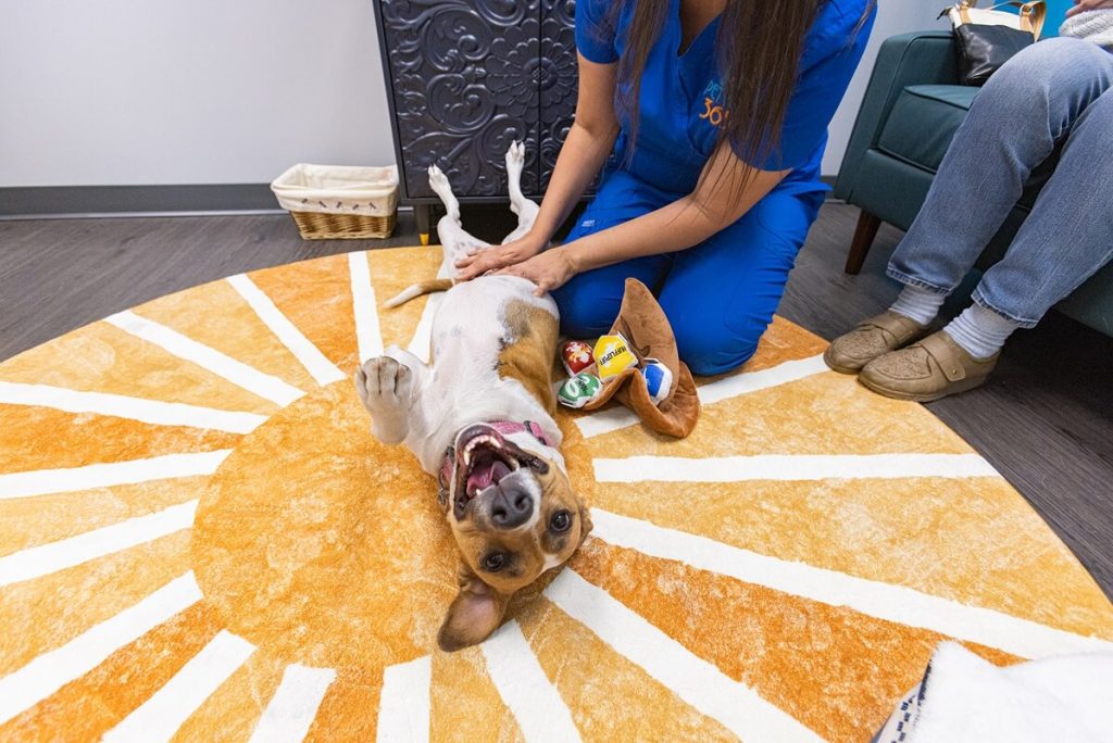 happy dog getting pets from vet