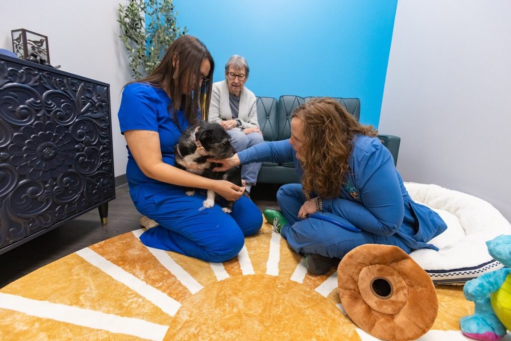 dog on carpet surrounded by vet techs