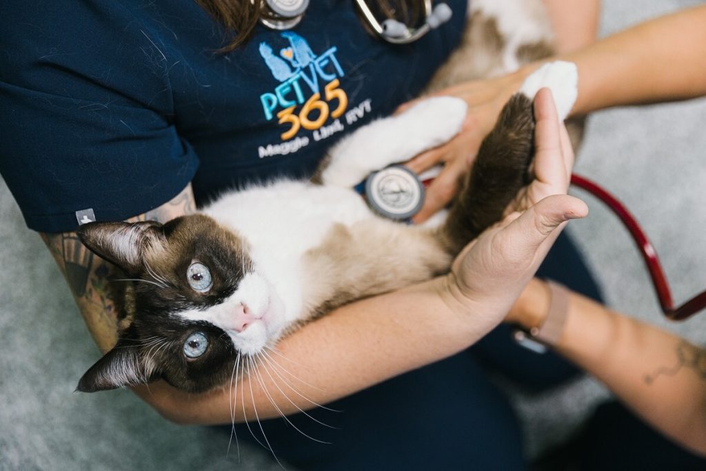 cat getting a check up in vet tech arms