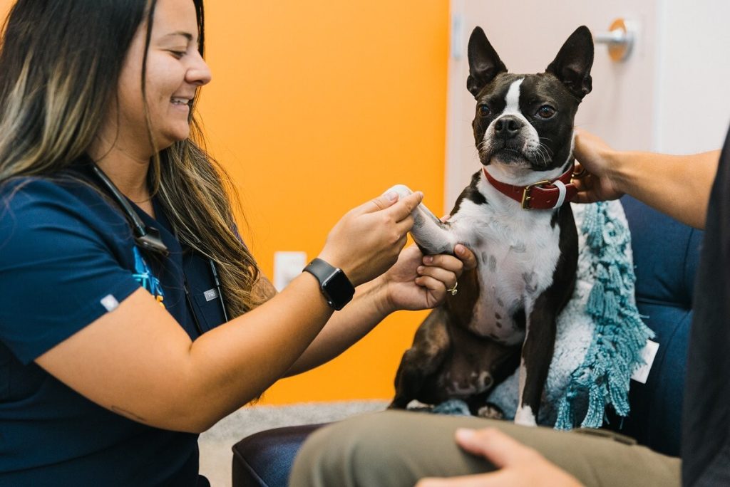 small dog getting paws checked