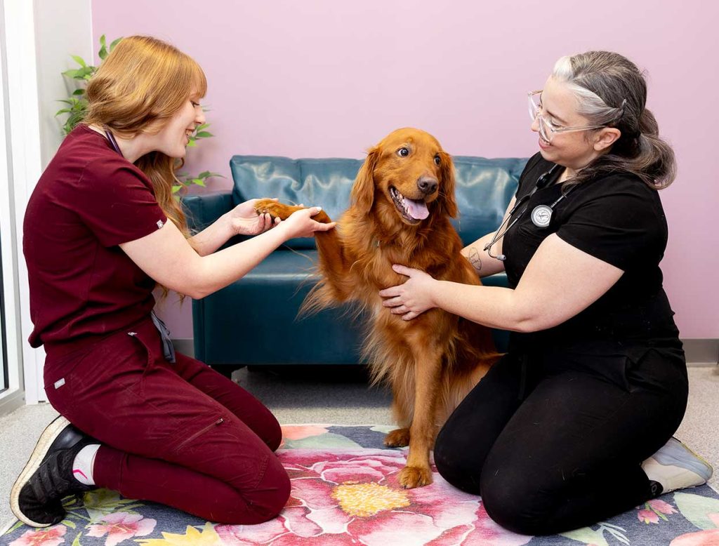 Vets with Dog
